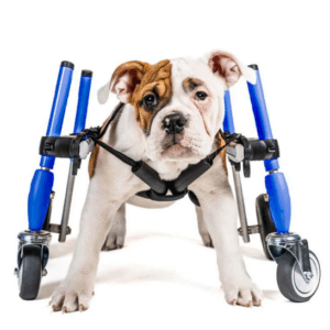 CHARIOT WALKIN' WHEELS FULL SUPPORT SMALL